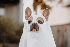 Pets & Your Halloween Candy Don't Mix! Here's Why